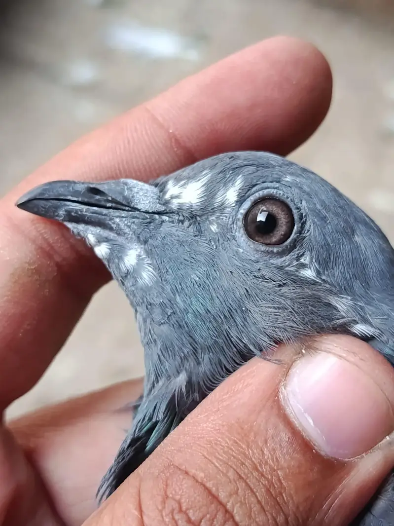 Ferozpuri. . Salari. . Chapri Female for Sale — photo 10