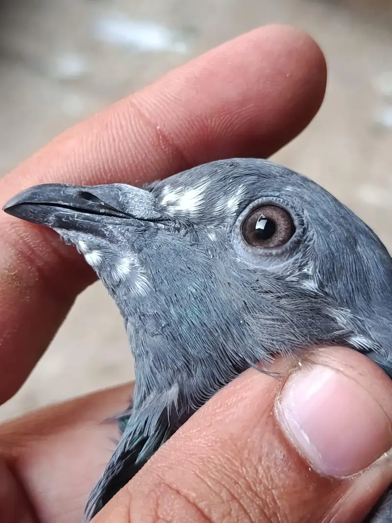Ferozpuri. . Salari. . Chapri Female for Sale — photo 11