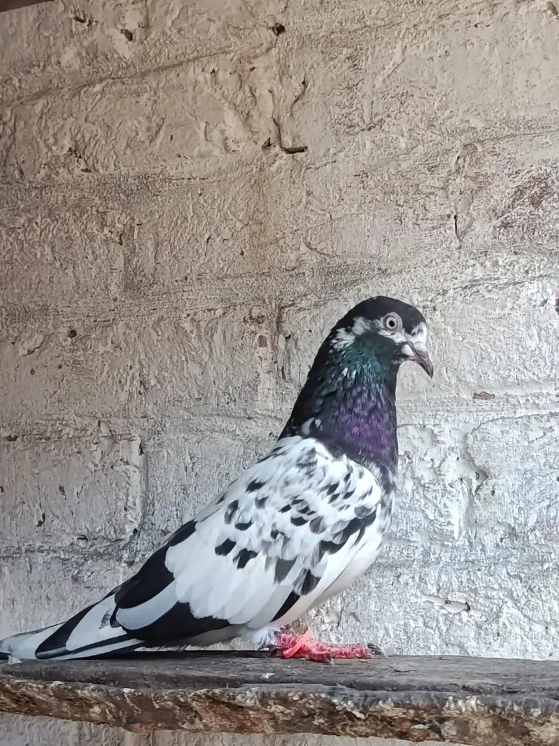 Ferozpuri. . Salari. . Chapri Female for Sale — photo 12