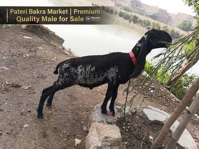 Khubsoorat Ablaq Dumba Sale Ke Liye | Top Quality Breed