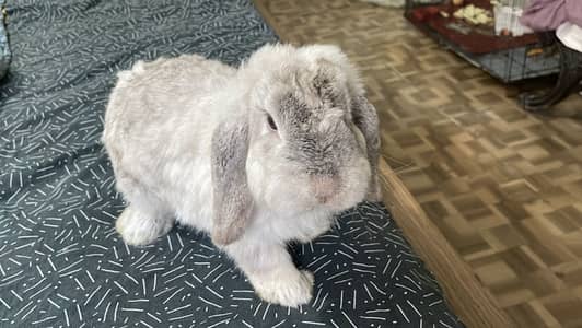 Looper rabbit