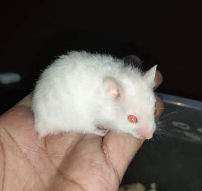 Syrian Hamster for Sale