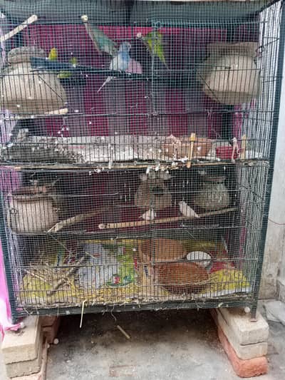 Cage available special or piour heavy 20 kgs above