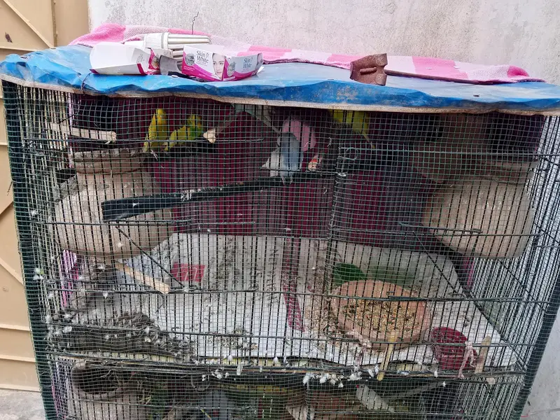 Cage available special or piour heavy 20 kgs above — photo 3
