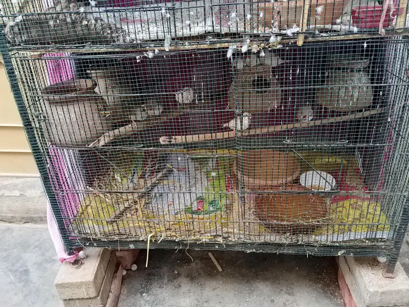Cage available special or piour heavy 20 kgs above — photo 4