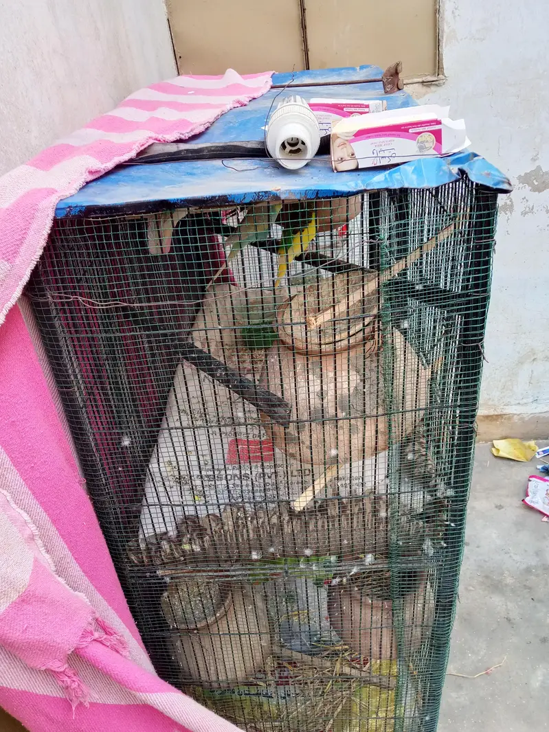 Cage available special or piour heavy 20 kgs above — photo 5