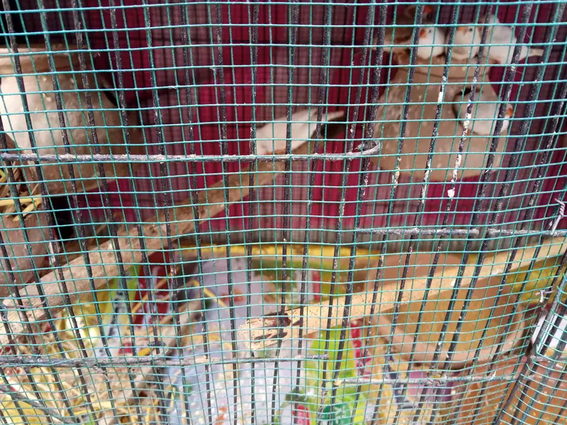 Cage available special or piour heavy 20 kgs above — photo 6