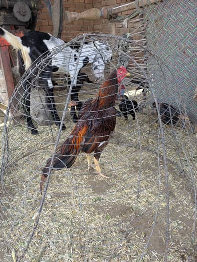 Peela asel murgha for sale