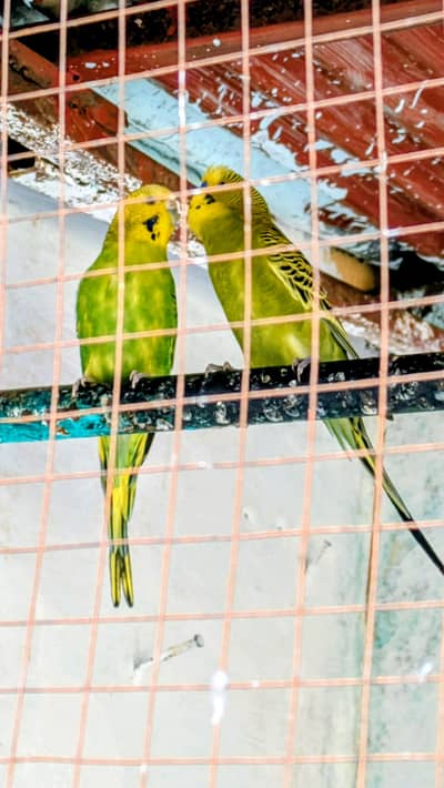 Budgie Breeder pair For sale