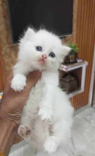 Persian kittens
