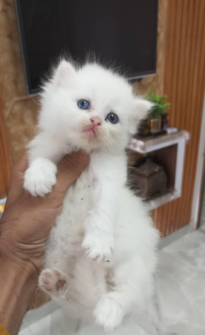 Persian kittens 0