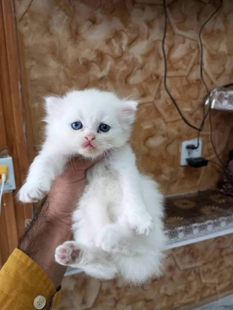 Persian kittens 1