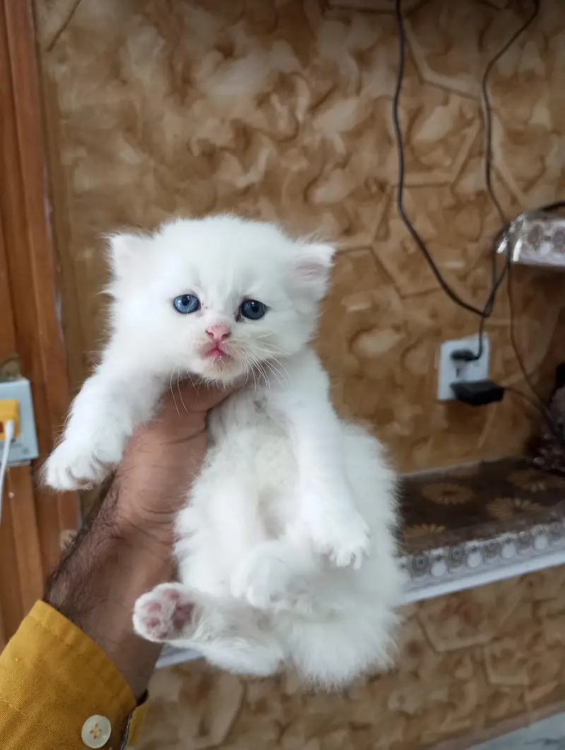 Persian kittens — photo 2
