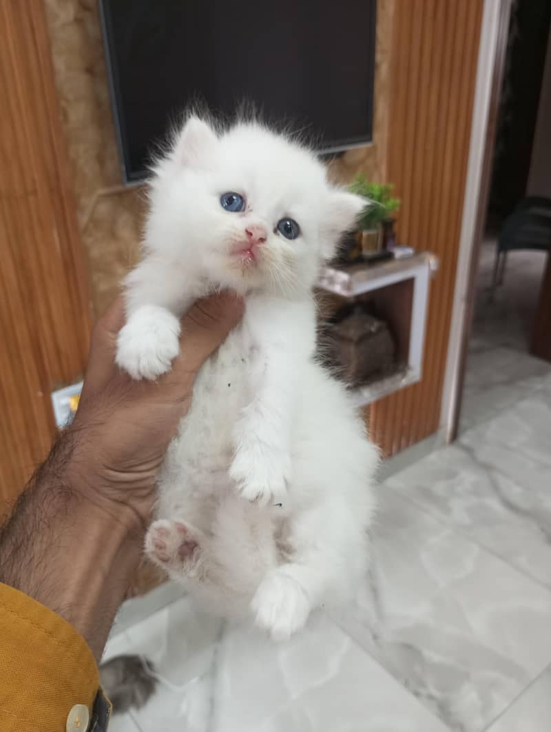 Persian kittens 2