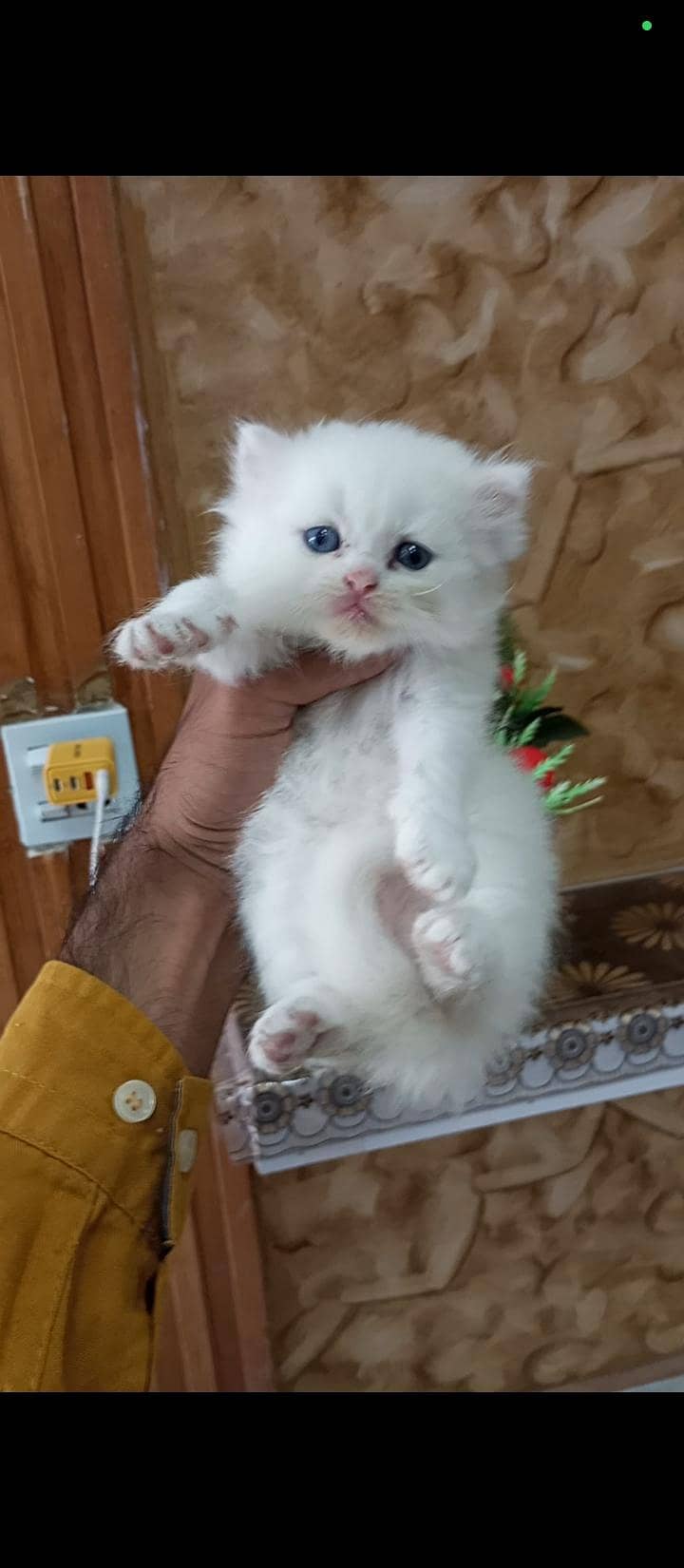 Persian kittens 3