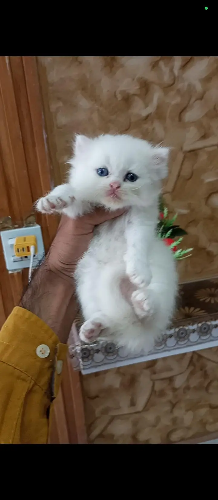 Persian kittens — photo 4