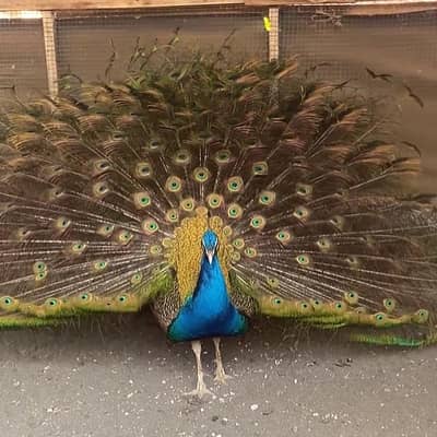 Peacock For Sale Urgent