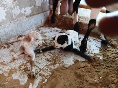 bakra 8month