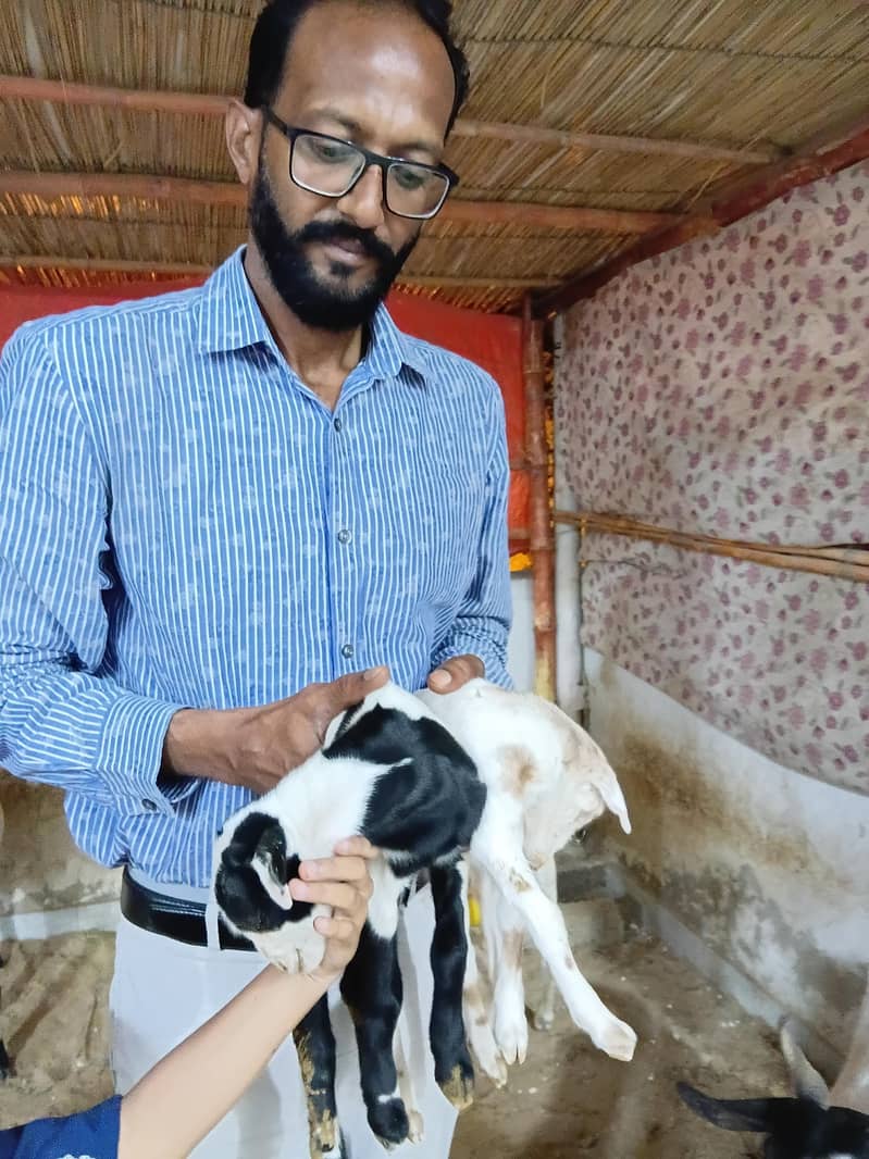 bakra 8month 1