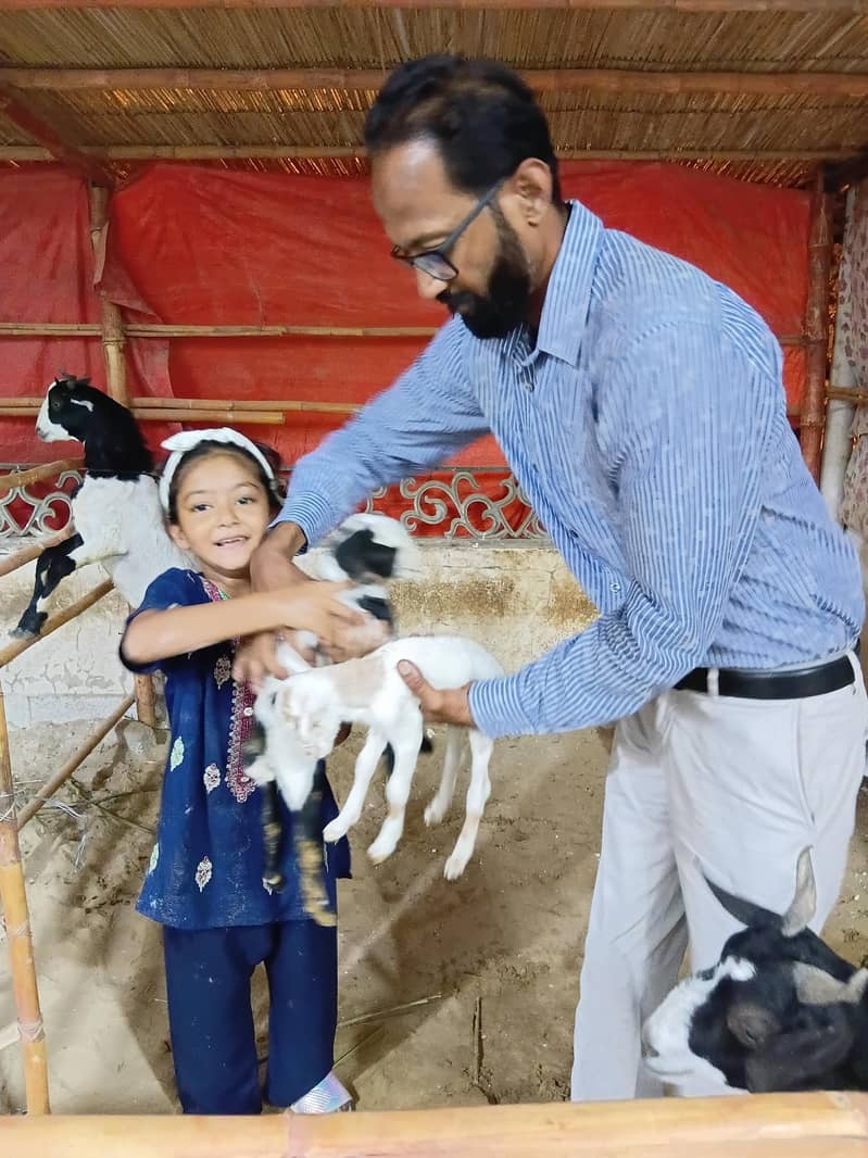 bakra 8month 2