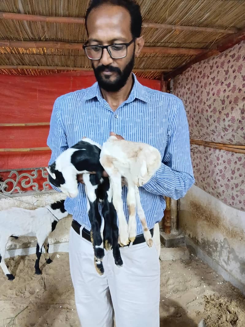 bakra 8month 3