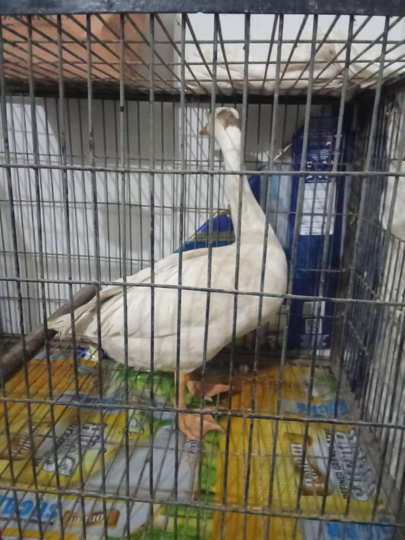 Ducks 0