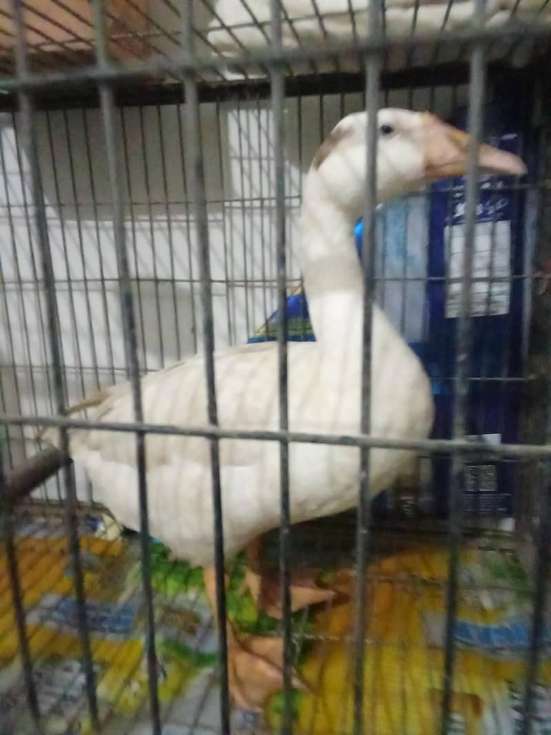 Ducks 1
