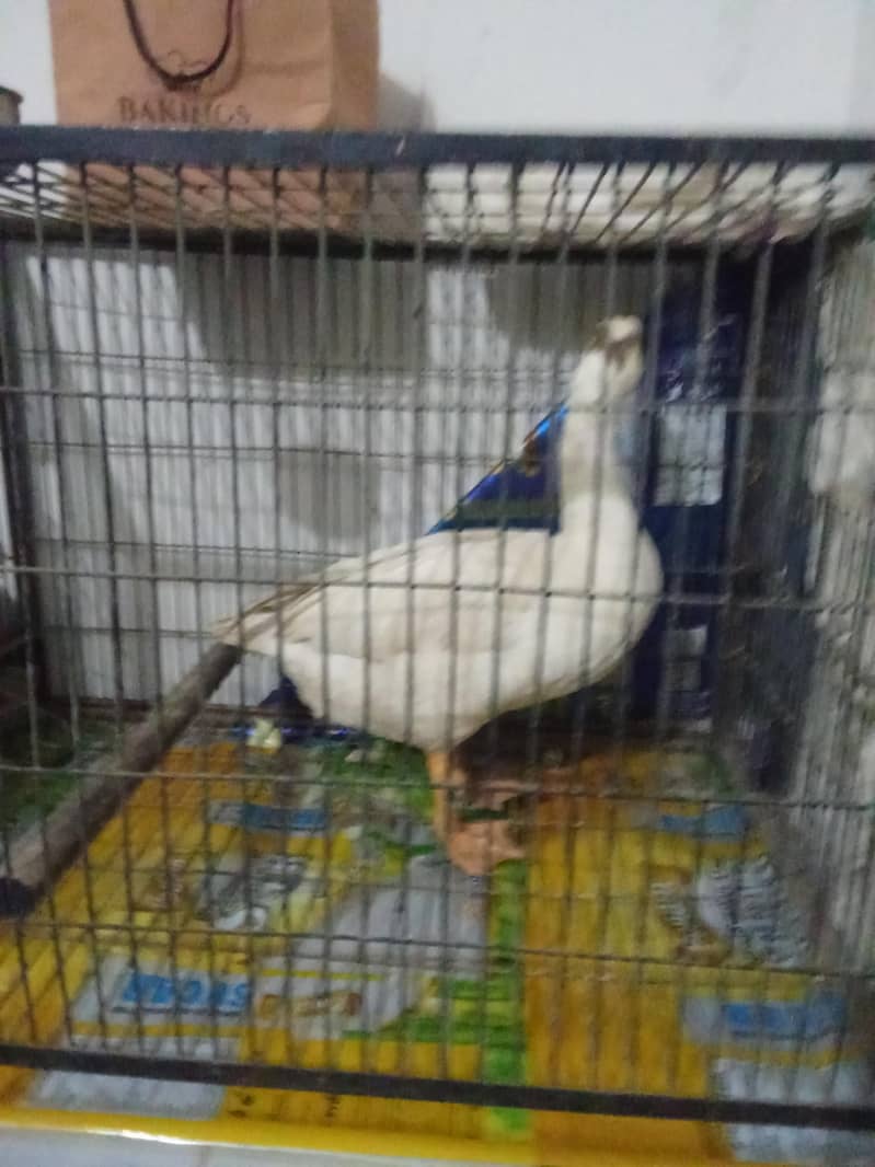 Ducks 2