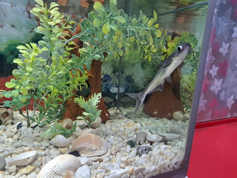 Aquarium 0