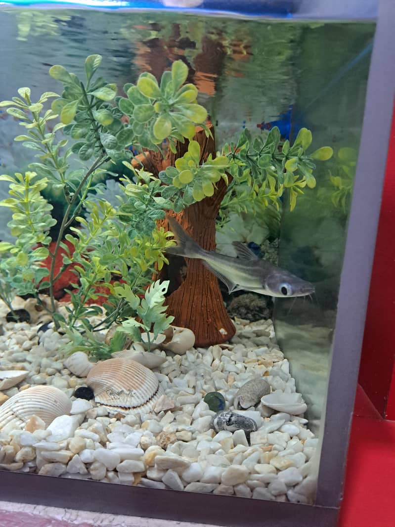 Aquarium 5