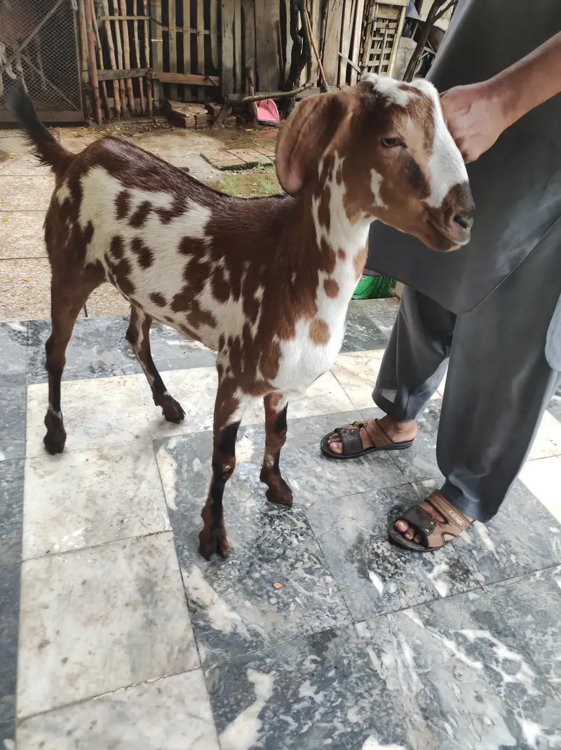 2 dant khasi Bakra for sale. — photo 2