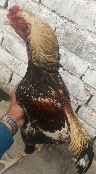 :  Aseel Peela Jawa Murga for Sale