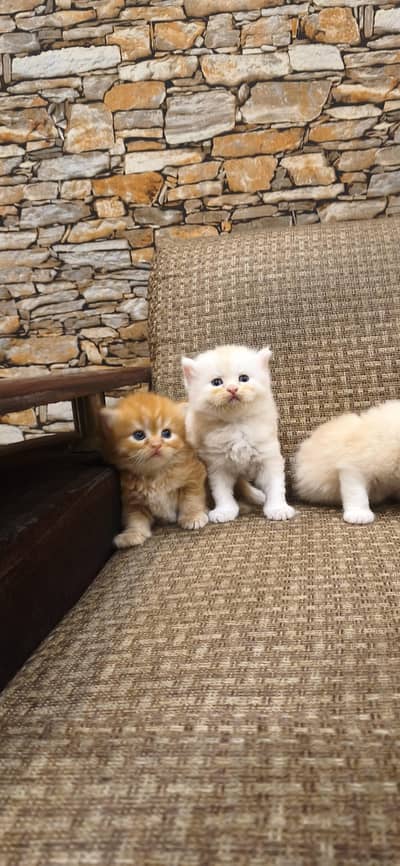 pure Persian fury cort home breed