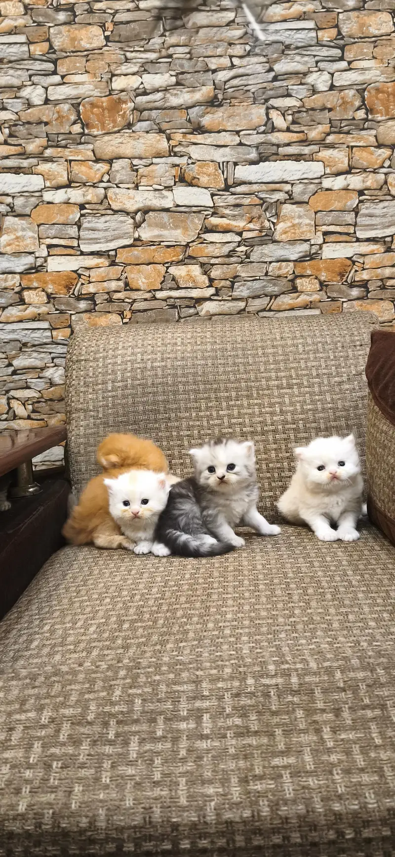 pure Persian fury cort home breed — photo 2