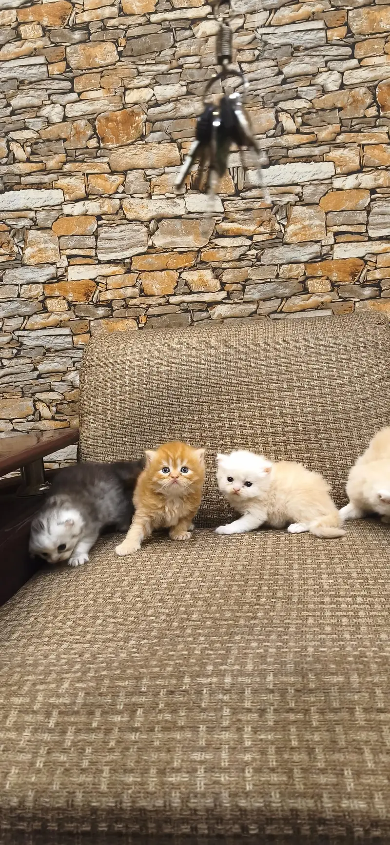 pure Persian fury cort home breed — photo 3