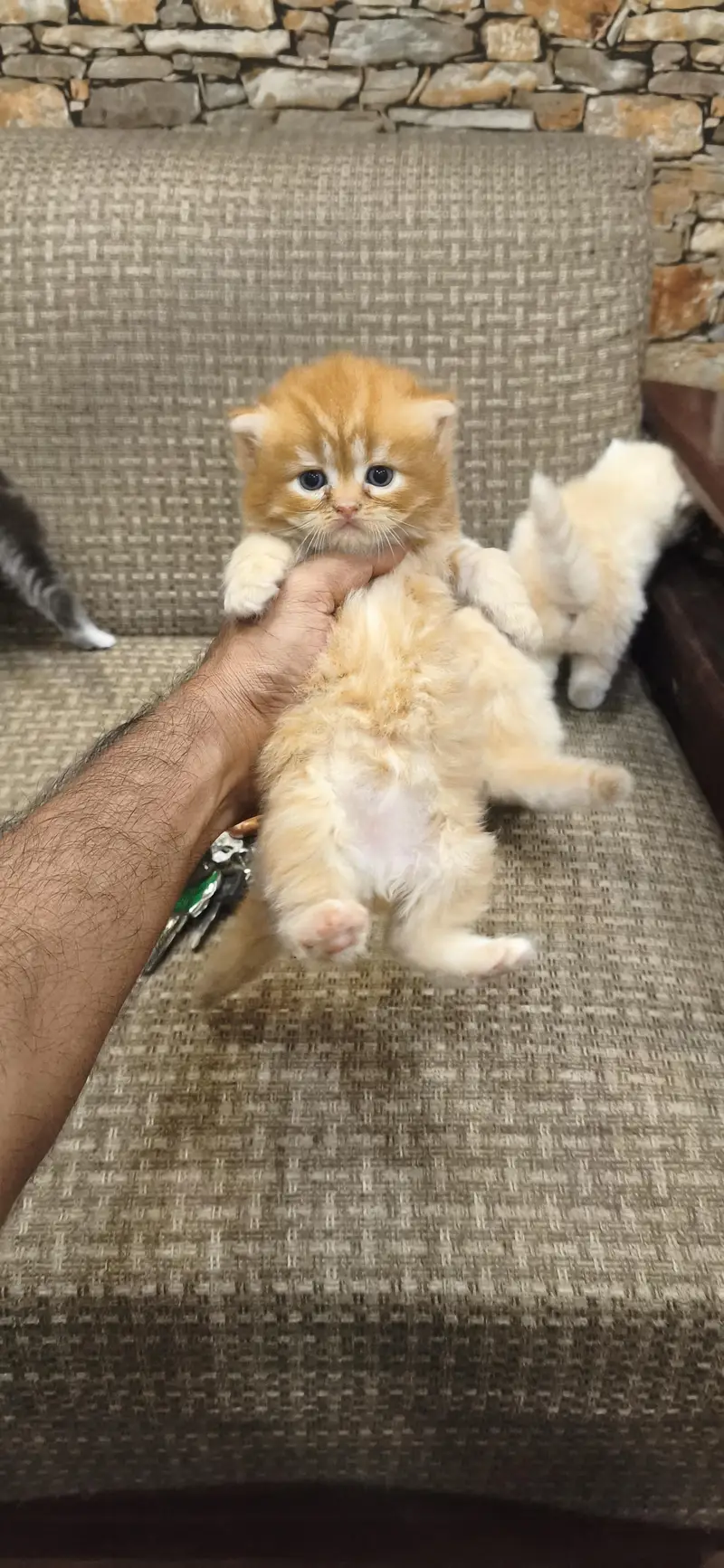 pure Persian fury cort home breed — photo 4