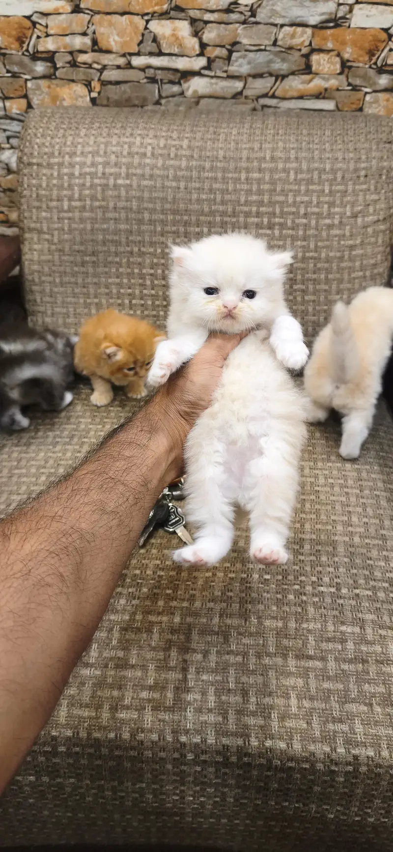 pure Persian fury cort home breed — photo 5