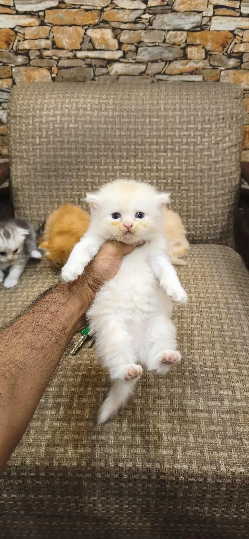 pure Persian fury cort home breed — photo 6