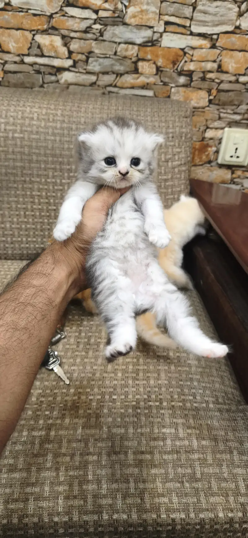 pure Persian fury cort home breed — photo 7