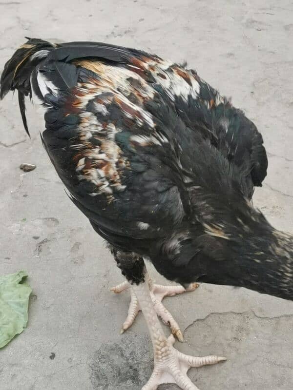 Aseel patha pathi 0