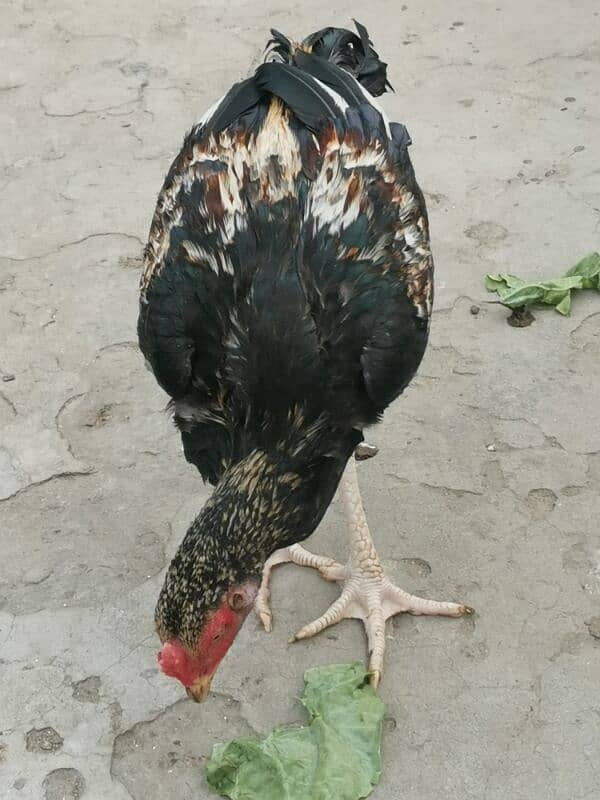 Aseel patha pathi 1