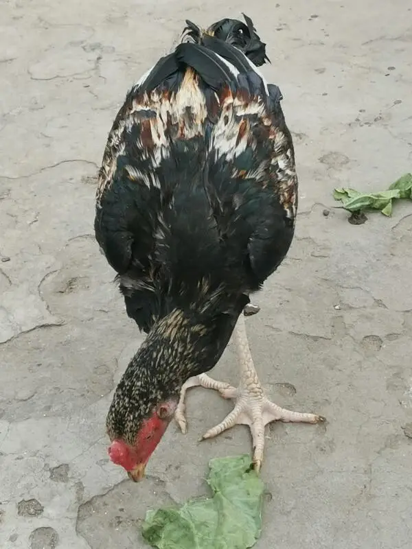 Aseel patha pathi — photo 2