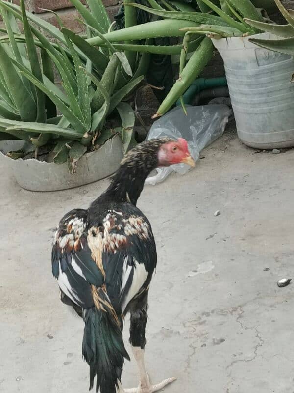 Aseel patha pathi 2