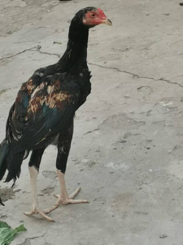 Aseel patha pathi 4