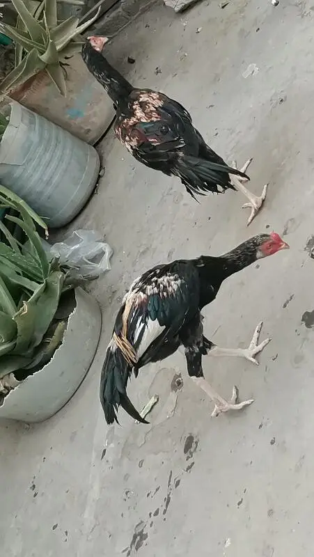 Aseel patha pathi — photo 10