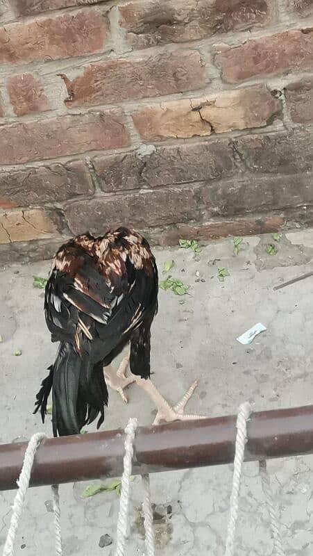 Aseel patha pathi 12