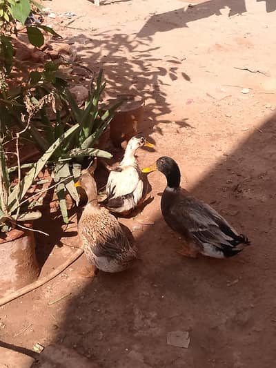 Ducks