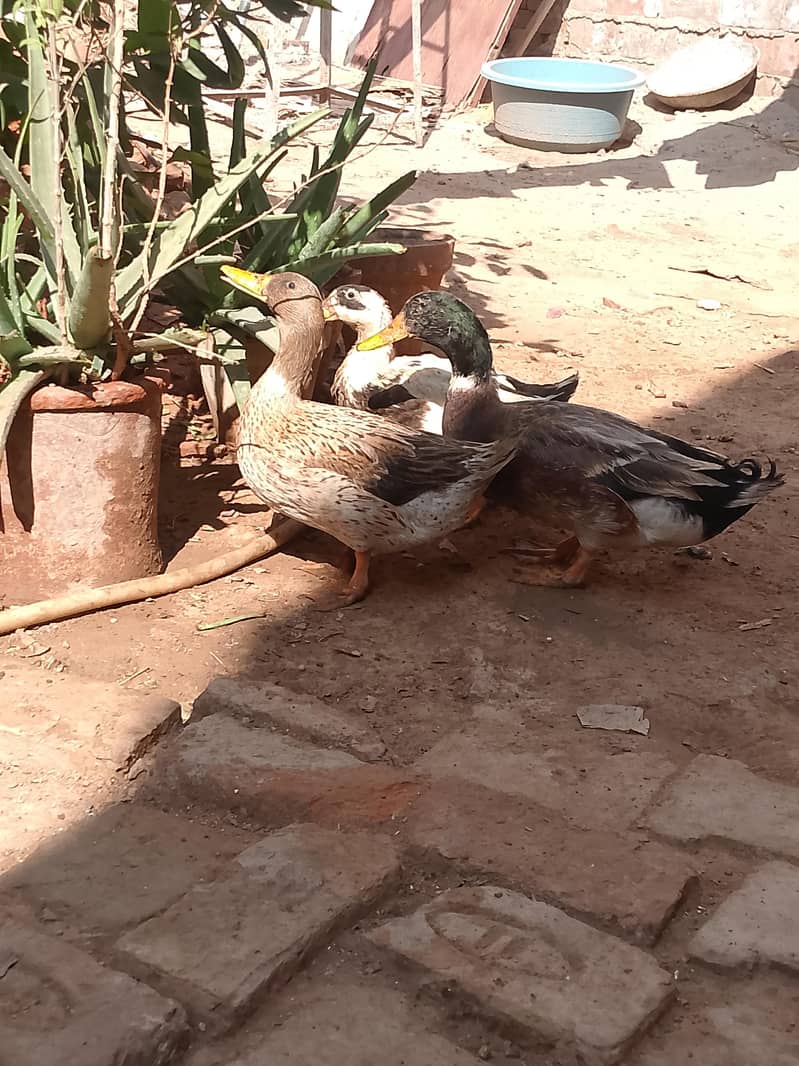 Ducks 1