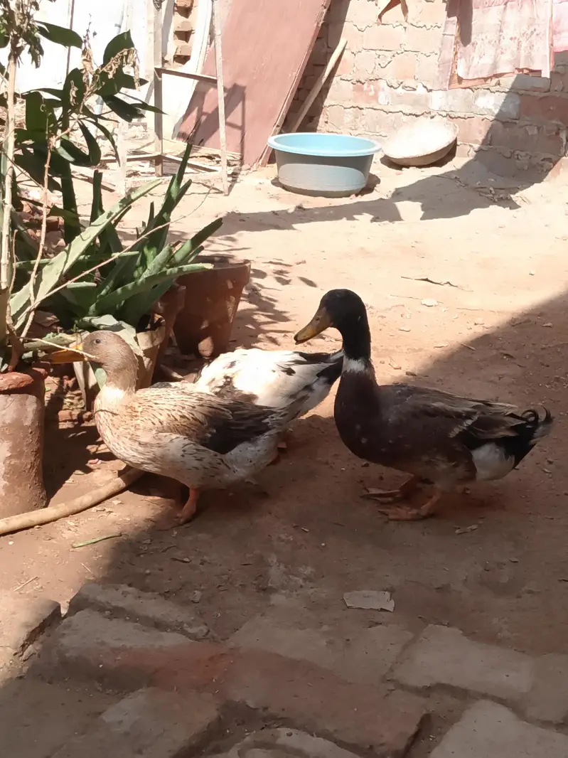 Ducks — photo 3