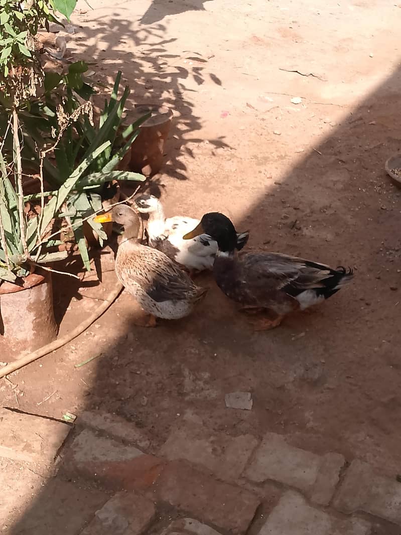 Ducks 3
